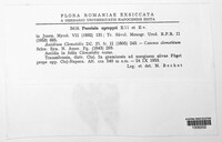 Puccinia agropyri image